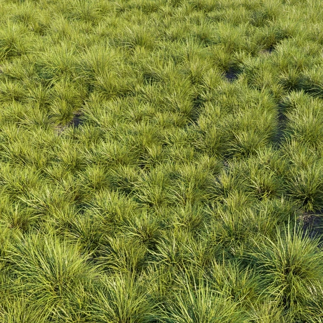 Saw-sedges grass — Descargar