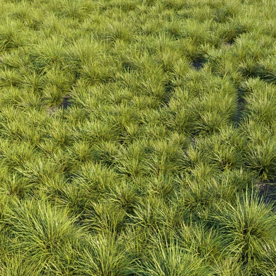 Saw-sedges grass — Ver 2