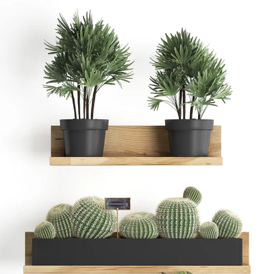 Vertical gardening. 51, Shelf with flowers, cactus, monstera, rapis, palm tree, Barrel cactus, round cactus, eco design, Raphis Palm — Ver 2