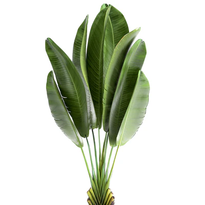 Exotic small flower in a pot with Ravenala, Strelitzia, Banana palm. 926. — Ver 2