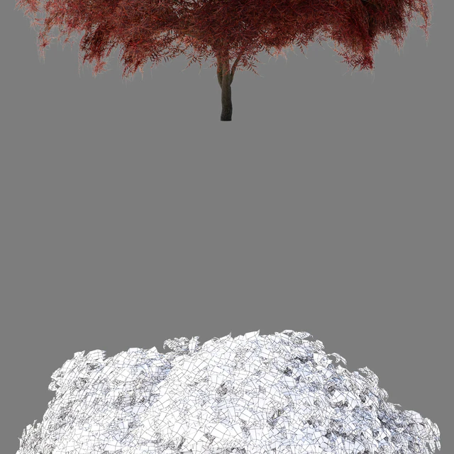Maple Japanese | Acer palmatum Garnet — Descargar