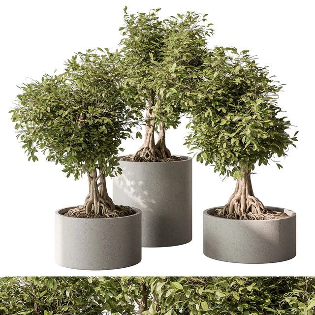indoor Plant Set 440 - Bonsai — Скачать