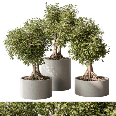 indoor Plant Set 440 - Bonsai — Вид 1