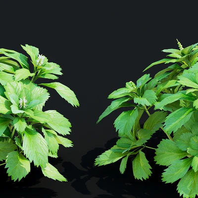 Пахизандра верхушечная кусты | Pachysandra terminalis — Вид 2
