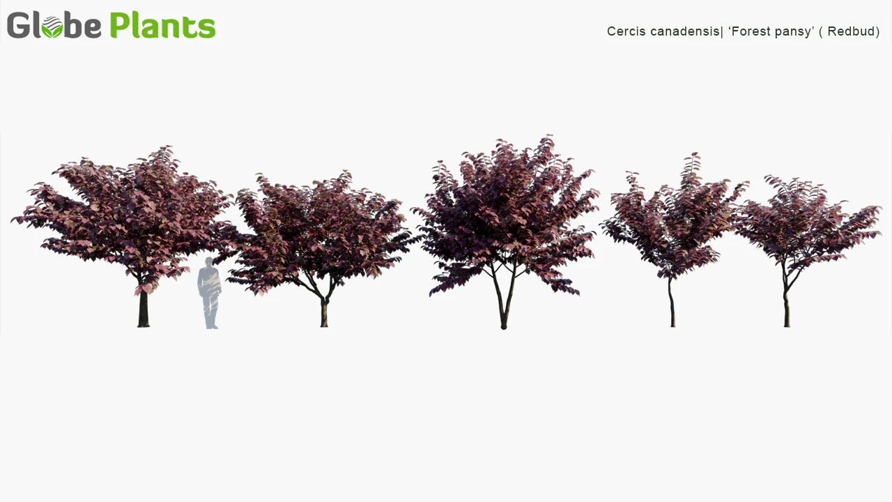 cercis canadensis forest pansy — Download