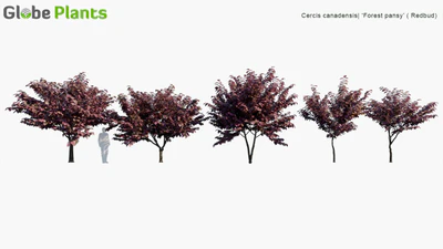 cercis canadensis forest pansy — descargar