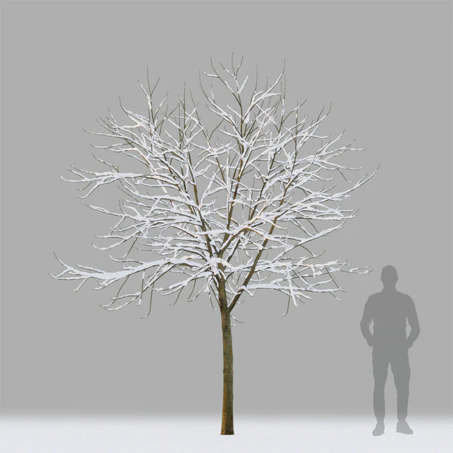 Winter trees # 1 — Descargar