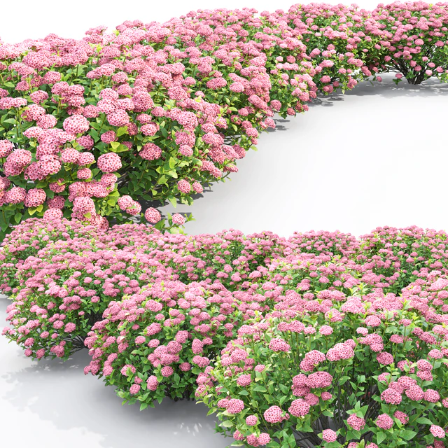 Spiraea — Скачать