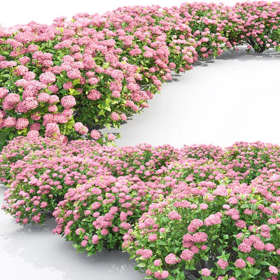 Spiraea — Вид 2