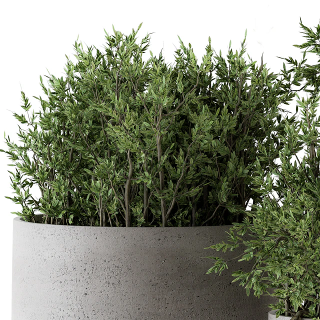 Outdoor Plants tree in Concrete pot - Set 125 — Скачать