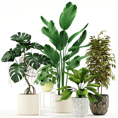 Plants collection 117 — Вид 1
