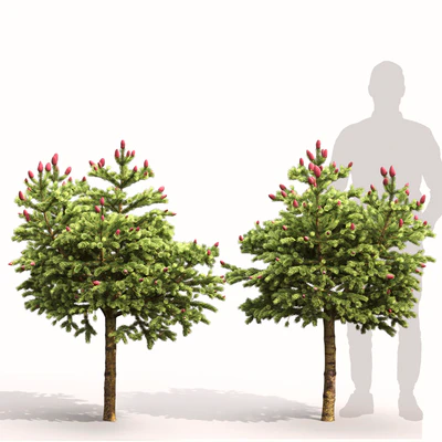 Picea Wild Strawberry — Ver 4