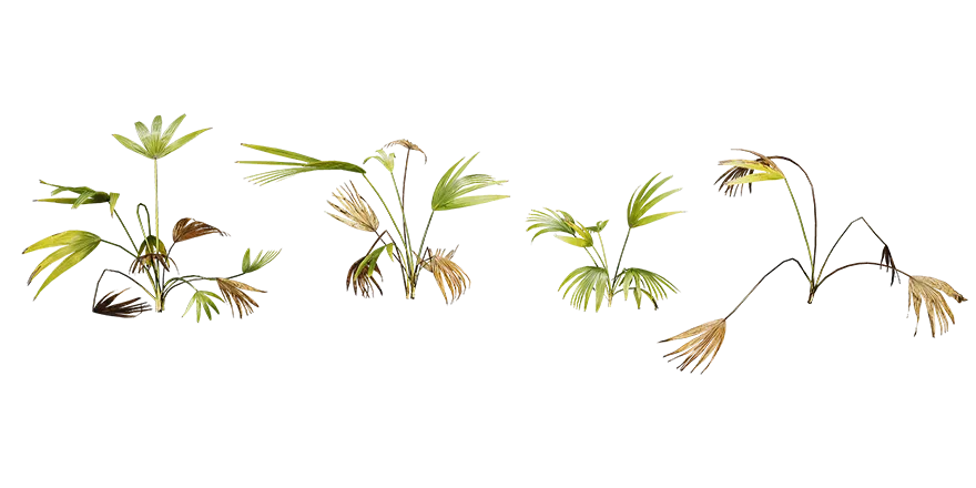 fan palm 001 — Скачать