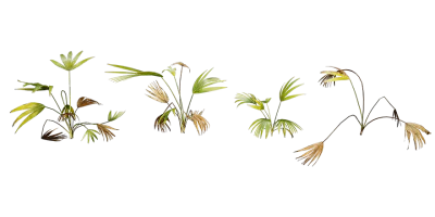 fan palm 001 — Скачать