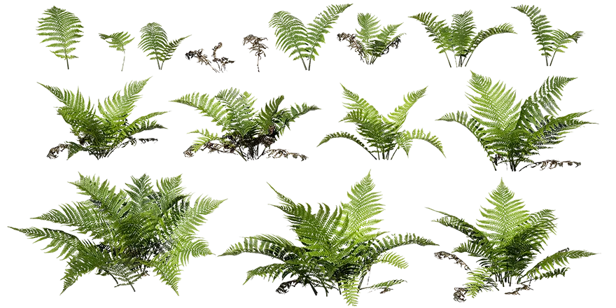 lady fern 001 — Скачать
