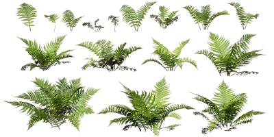 lady fern 001 — Скачать