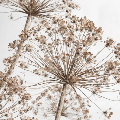 Hogweed in a clay vase — Ver 2