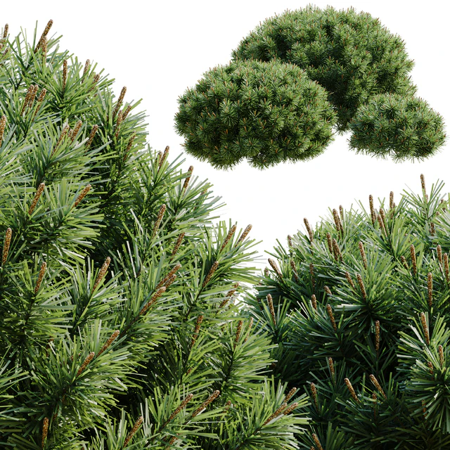 Plants Bush Collection Set 03 pine mugo — Скачать