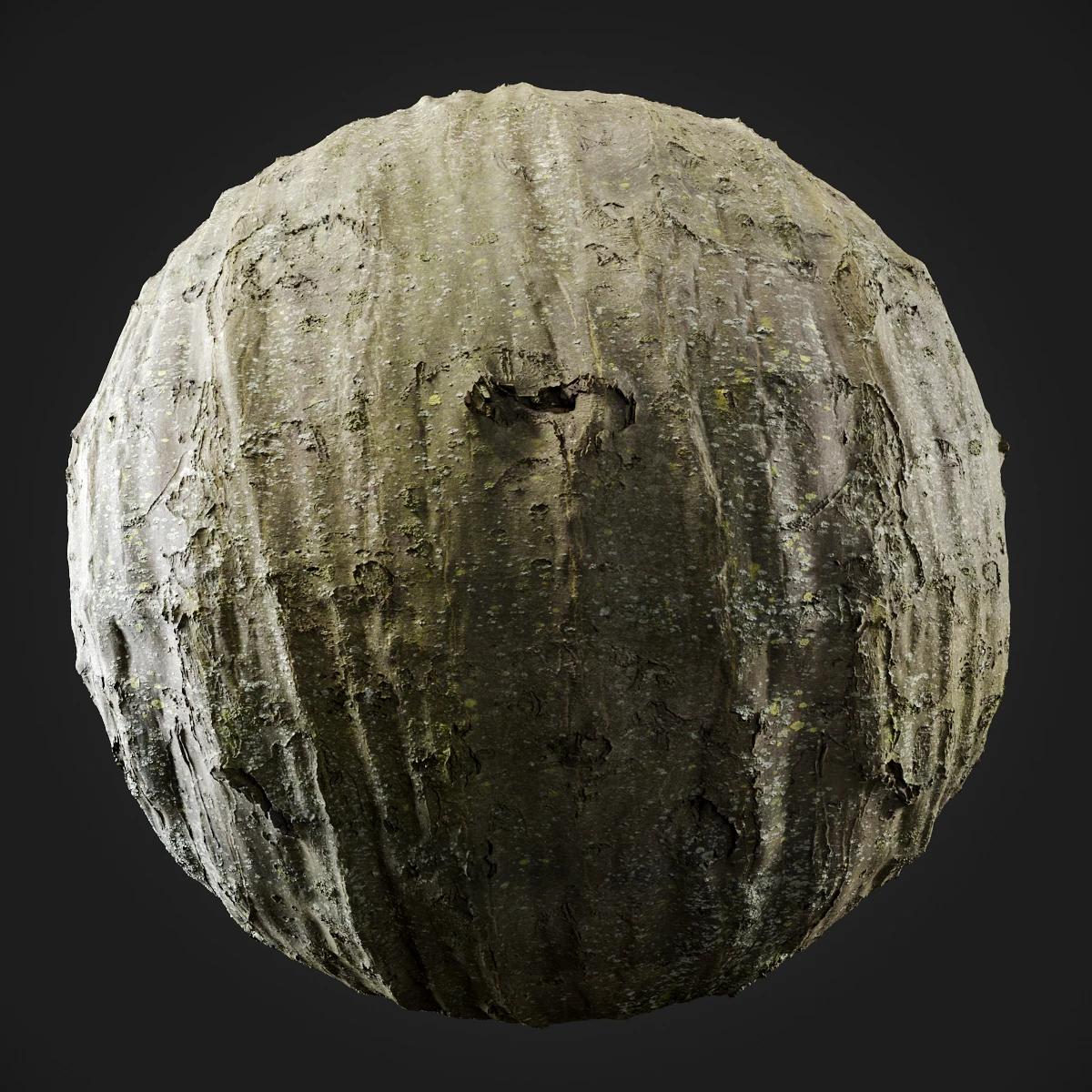 trees and barks 043 — Descargar