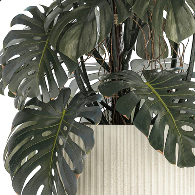 Красивый интерьерный куст растения Монстера в белом цветочном горшке. Коллекция растений 1288 — Вид 2