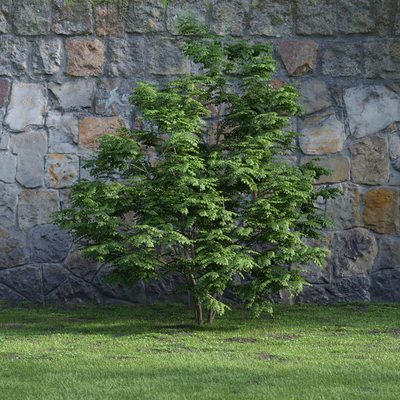 plants and bushes 013 — Скачать