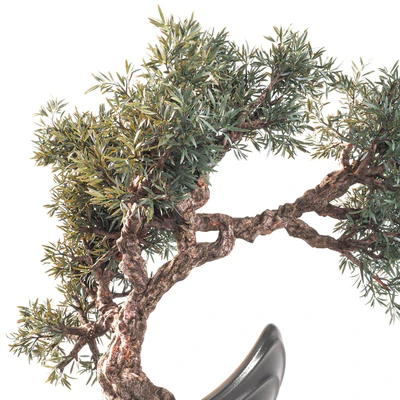 Household olive plant — Вид 3