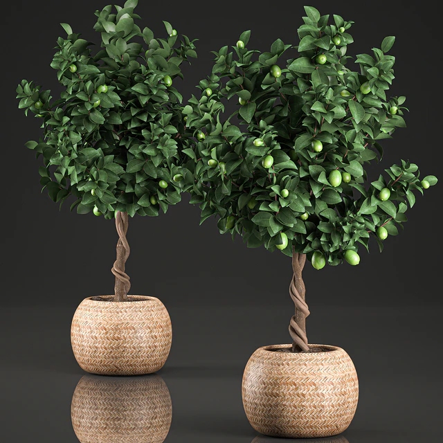 A beautiful small decorative Lemon tree in a round basket of rattan, citrus, lemons. Set 637. — Descargar