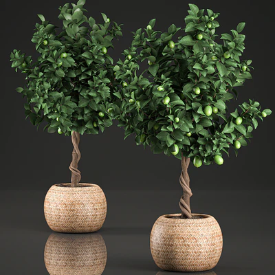 A beautiful small decorative Lemon tree in a round basket of rattan, citrus, lemons. Set 637. — Ver 3