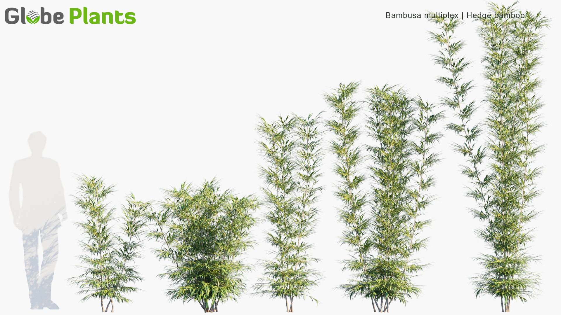 bambusa multiplex — Download