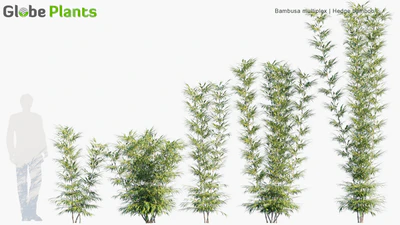 bambusa multiplex — download