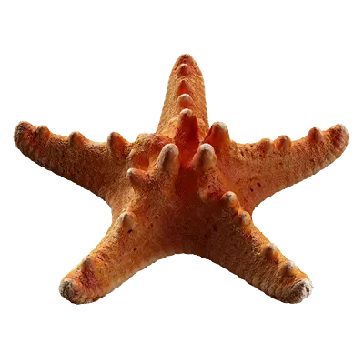 starfish 003 — Download