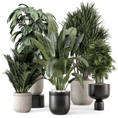 Indoor Plants  in rusty Concrete Pot - Set 1331 — Вид 1