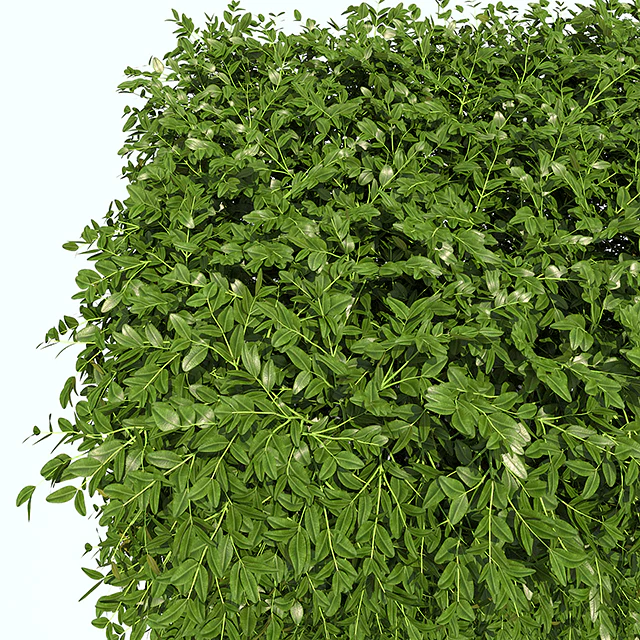Regular hedges — Descargar
