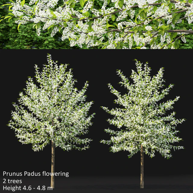 Bird cherry | Prunus Padus flowering # 3 — Descargar