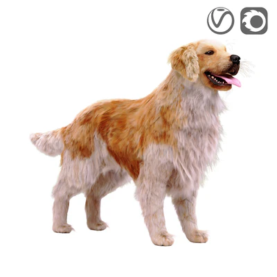 Golden retriever — Ver 1