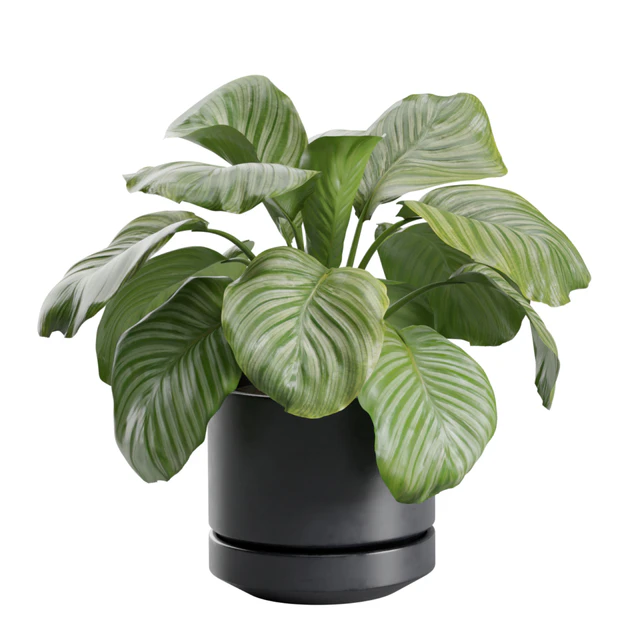 Indoor Plant Pack 30 — Download