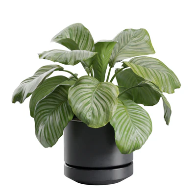 Indoor Plant Pack 30 — View 3