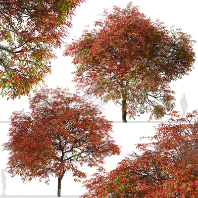Set of Chinese pistache Tree (Pistacia chinensis) (2 Trees) — Ver 4