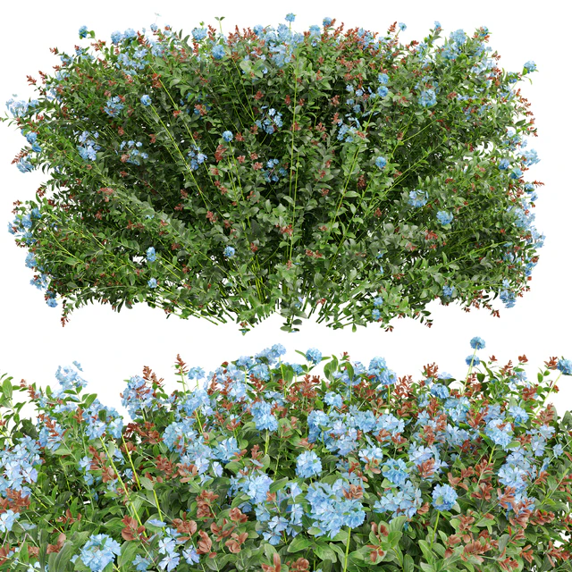 New Plant Ceratostigma Plumbaginoides Bleiwurz Box — Descargar
