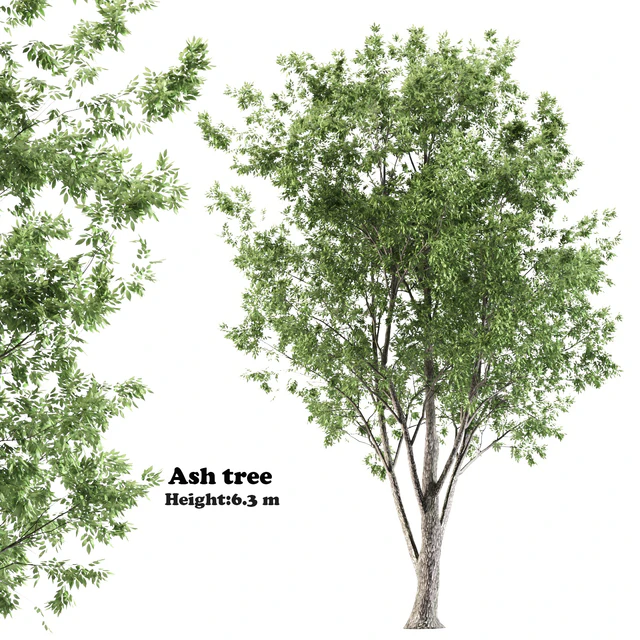 ash tree — Скачать