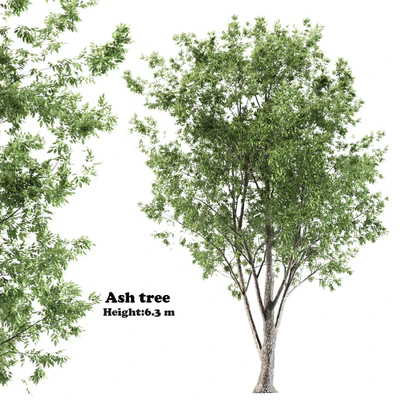 ash tree — Вид 1