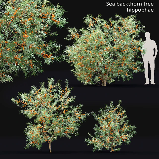Sea Buckthorn | Hippophae # 2 — Descargar