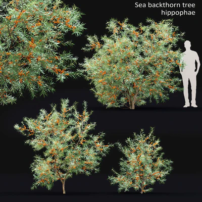 Sea Buckthorn | Hippophae # 2 — Ver 1