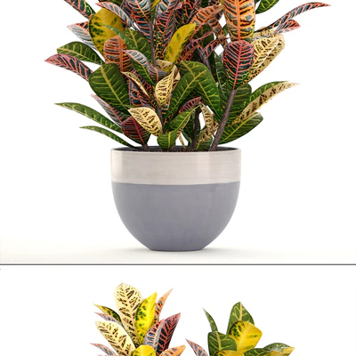 Collection of plants. Croton, Flowerpot, tree, bush, interior, indoor, decorative, exotic plants — Ver 2