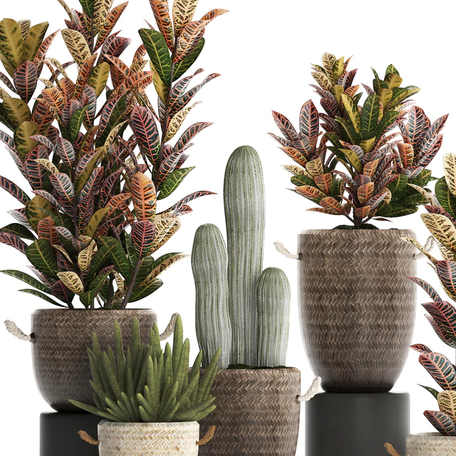 Collection of small plants in modern rattan baskets with Croton tree, cactus, sansevieria cylindrical. Set 433. — Descargar