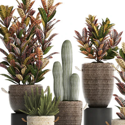 Collection of small plants in modern rattan baskets with Croton tree, cactus, sansevieria cylindrical. Set 433. — Ver 2