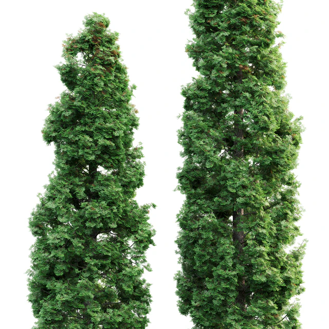 Thuja — Descargar