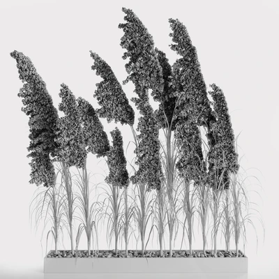 A bunch of Pampas 8 — Вид 3