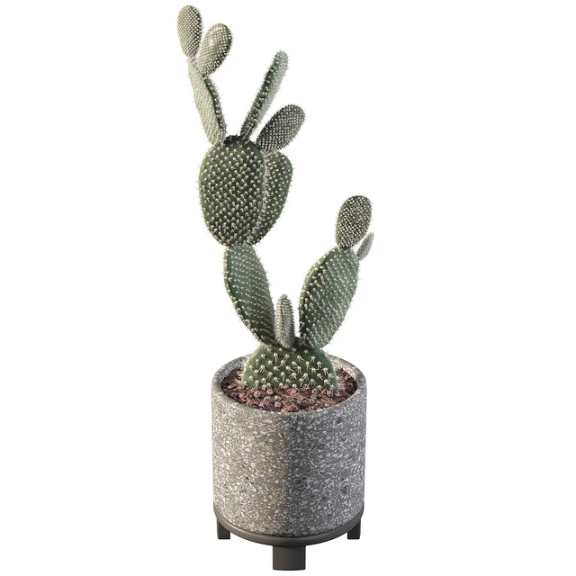 Opuntia microdasys 01 — Скачать