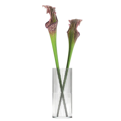 A set of exotic bouquets of Saracenia flowers in glass vases. 180 — Ver 2